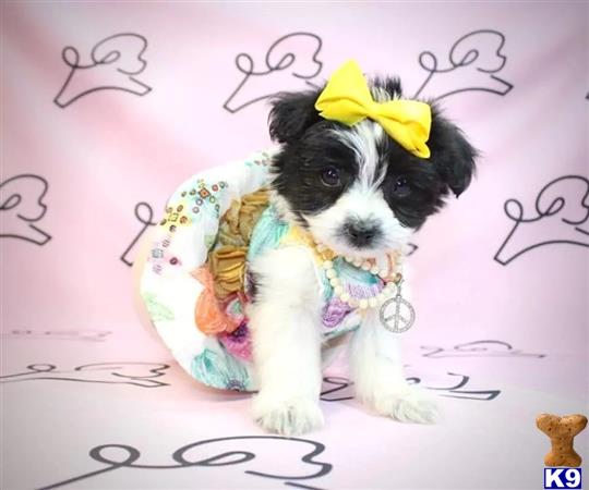PuppyHeavenLV Picture 3
